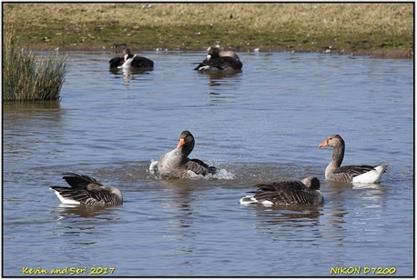 [Slimbridge+WWT+D7200+C13++15-03-2017+14-39-057%5B3%5D]