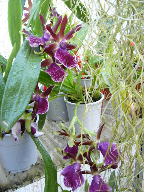 Zygopetalum Louisendorf P1080012