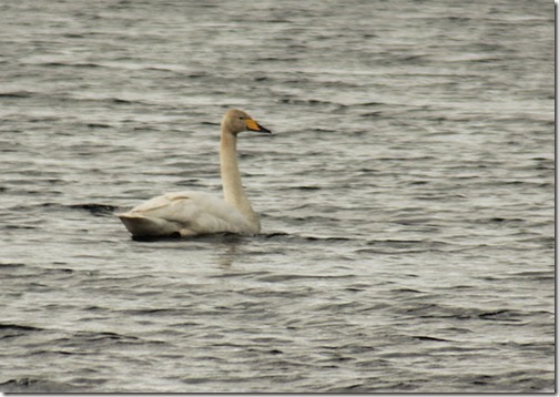 14-whooper-swan