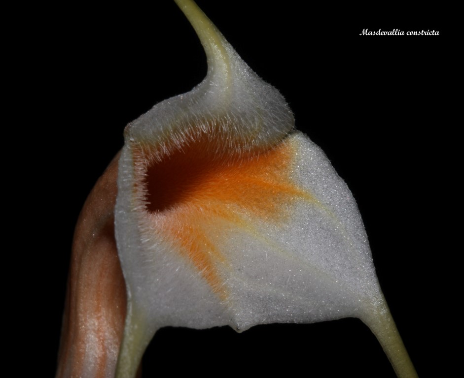 Masdevallia constricta IMG_7332b%252520%252528Medium%252529