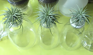 Air plant buds