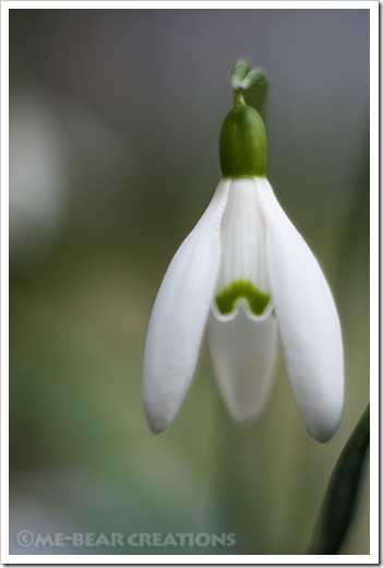 snowdrop