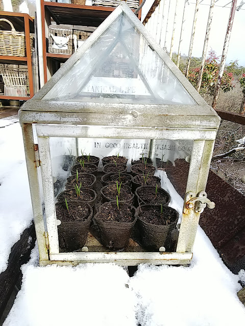 Spinach Sprout in the snow. 雪の中の発芽したほうれん草。