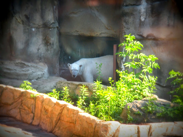 Anana the polar bear, Lincoln Park Zoo, Chicago