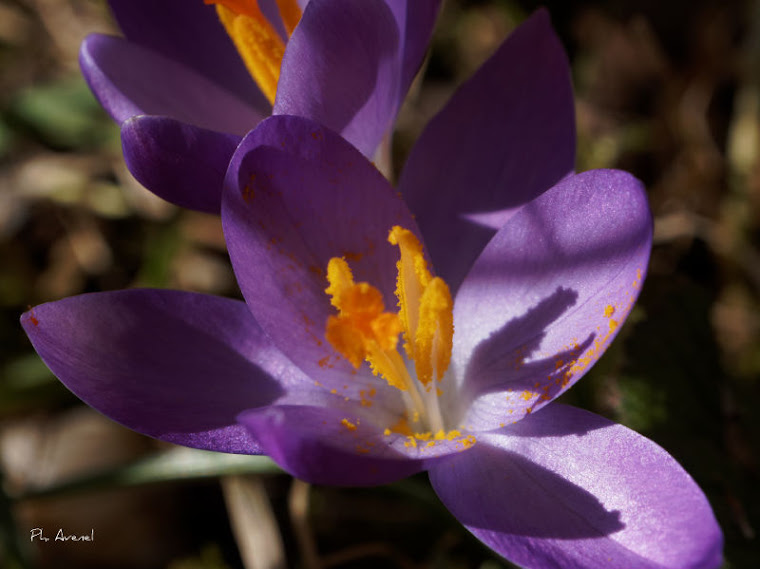 Deuxième fleur 2013 - Premier crocus P3040050_ws