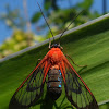 Wasp moth