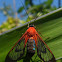 Wasp moth