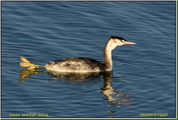 Draycote Waters - December