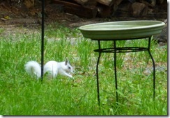 White squirrel