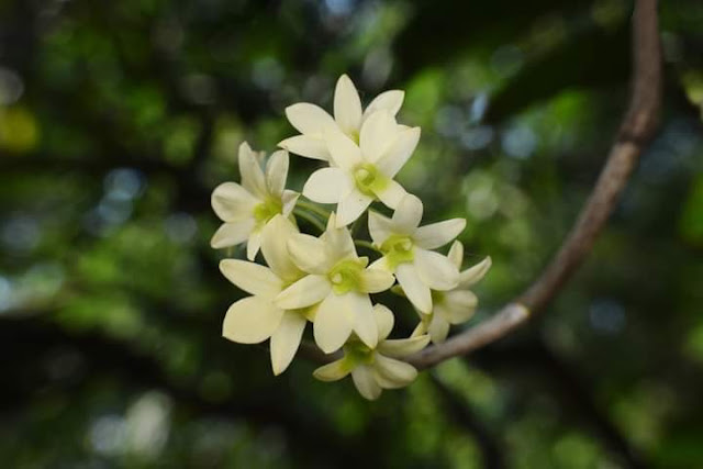 हिरवी दांडेअमरी Botanical name: Dendrobium ovatum    Family: Orchidaceae (Orchid family) Location Thane, Maharashtra India