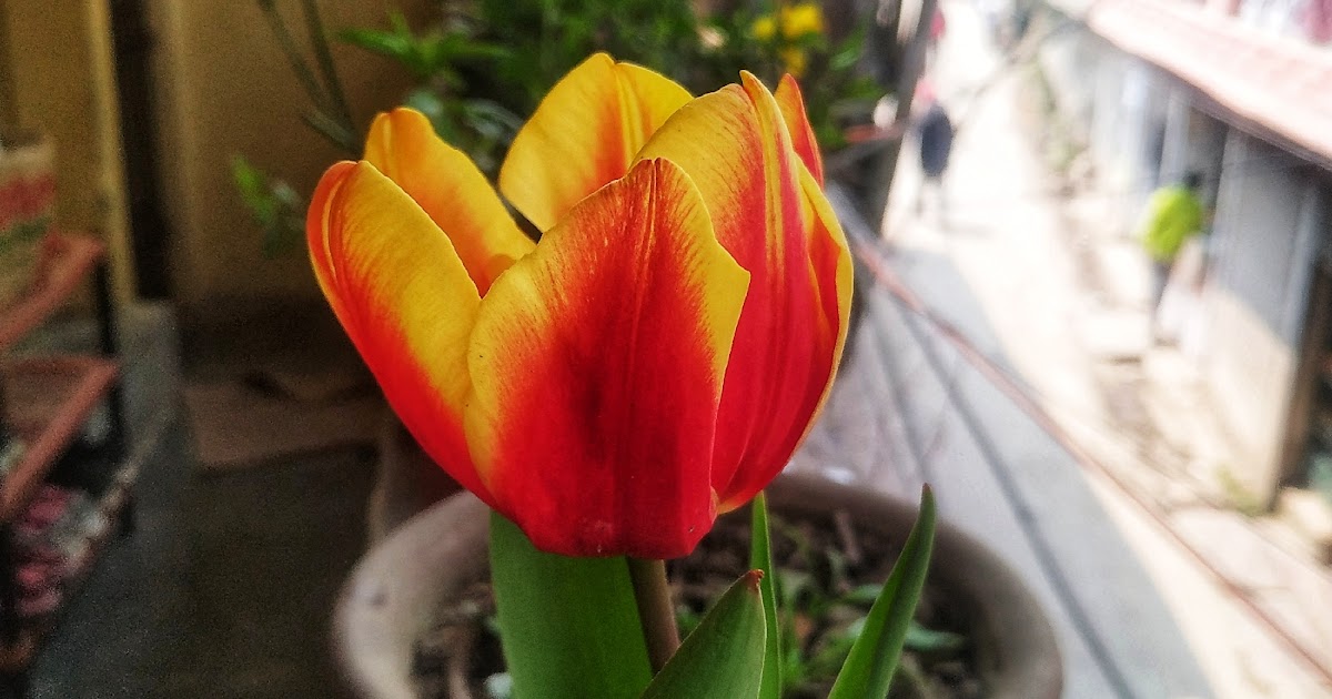 Tulip Blooms 2021: How To Grow Tulips In Pots?