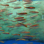 lots of fish at the Shinagawa Aquarium in Shinagawa, Japan 