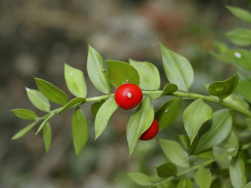 ruscus-aculeatus-7