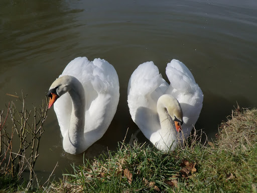 CIMG5823 Friendly swans at Ockhams pond