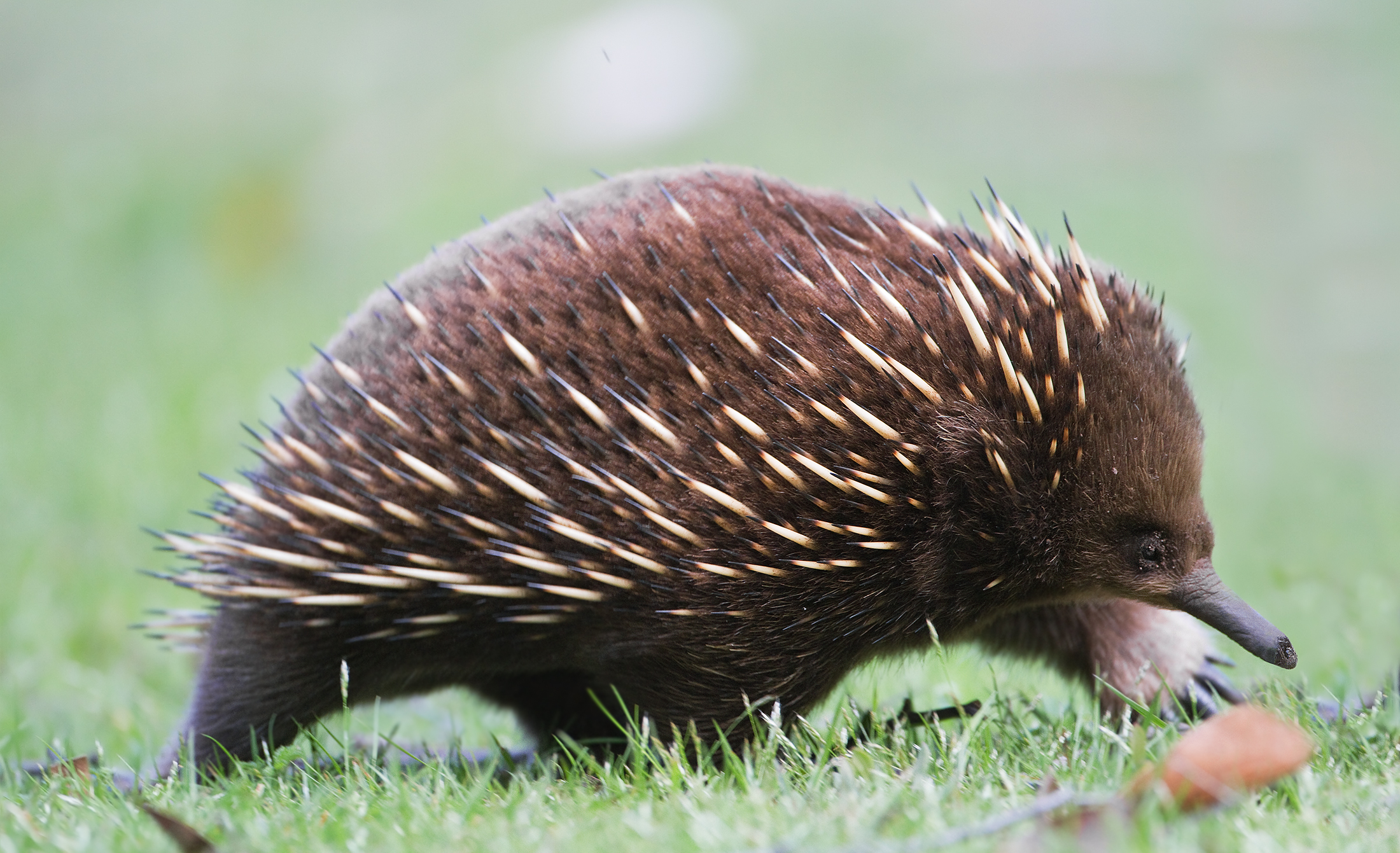 파일:external/upload.wikimedia.org/Tachyglossus_aculeatus_side_on.jpg