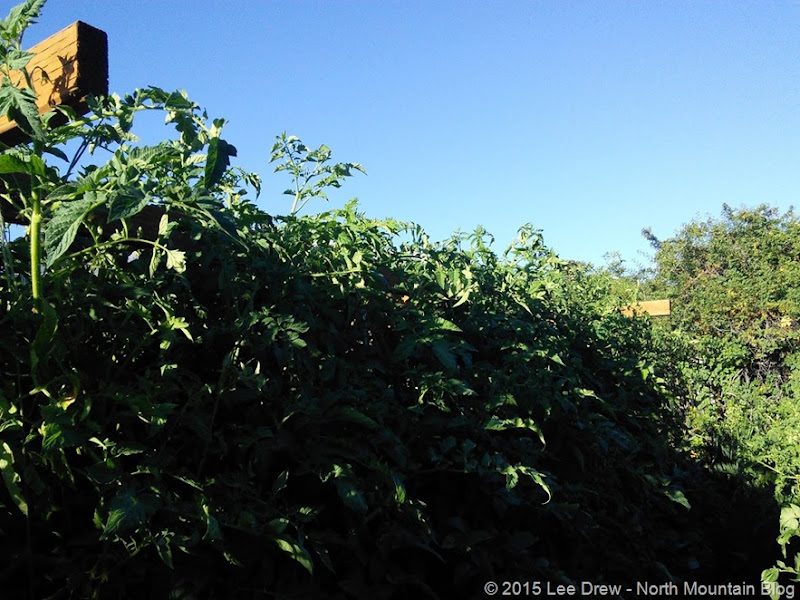 Straw Bale Garden Tomatoes - 28 July 2015