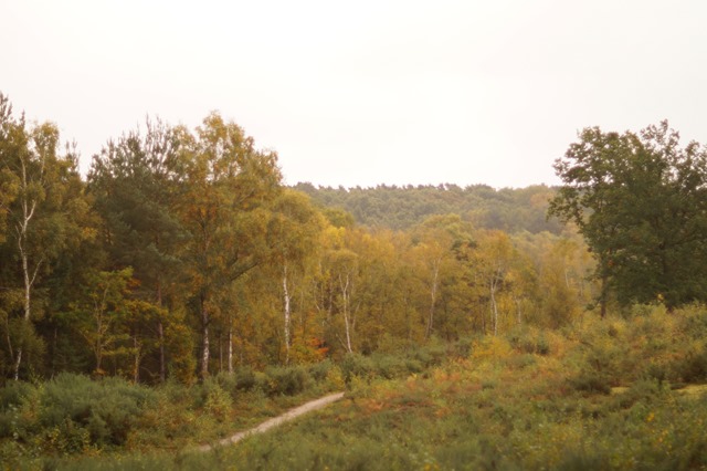 Holt country park Norfolk in autumn