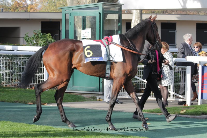 Photos Auteuil 8-11-2015 (48h de l'obstacle) IMG_7071