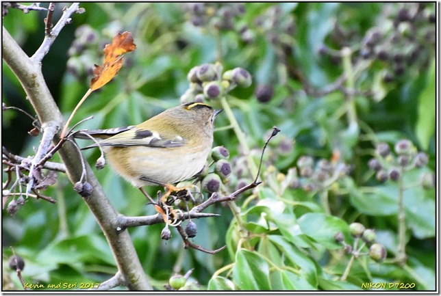 RSPB Middleton Lakes - November