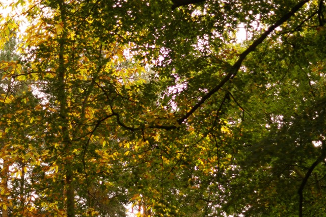 Holt country park Norfolk in autumn