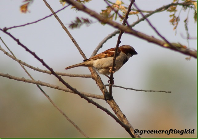 House sparrow