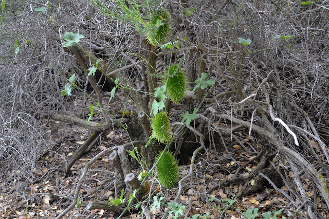 wild cucumber