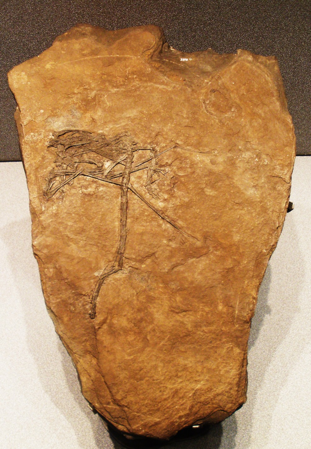 파일:external/upload.wikimedia.org/Peteinosaurus_zambellii.jpg