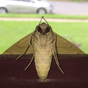 Pandorus sphinx moth