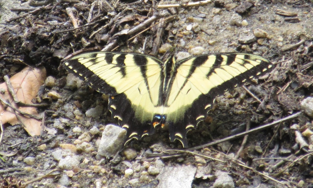 Eastern Tiger Swallowtail Male