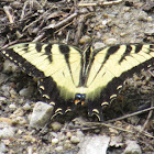 Eastern Tiger Swallowtail Male