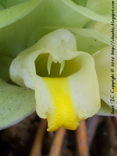 Close-up Of A Floret