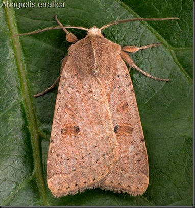 Abagrotis erratica