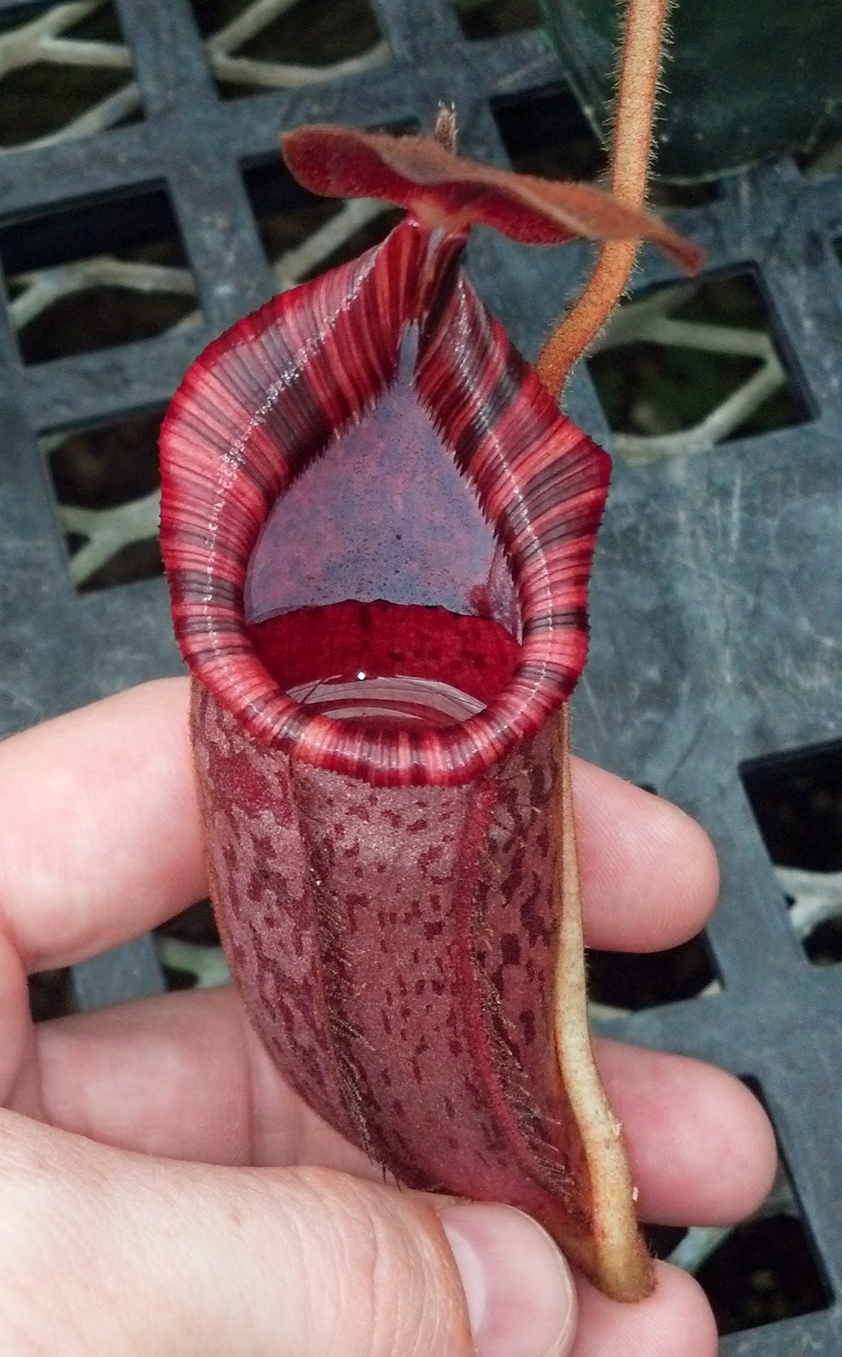 Nepenthes (veitchii x lowii) x spectabilis 