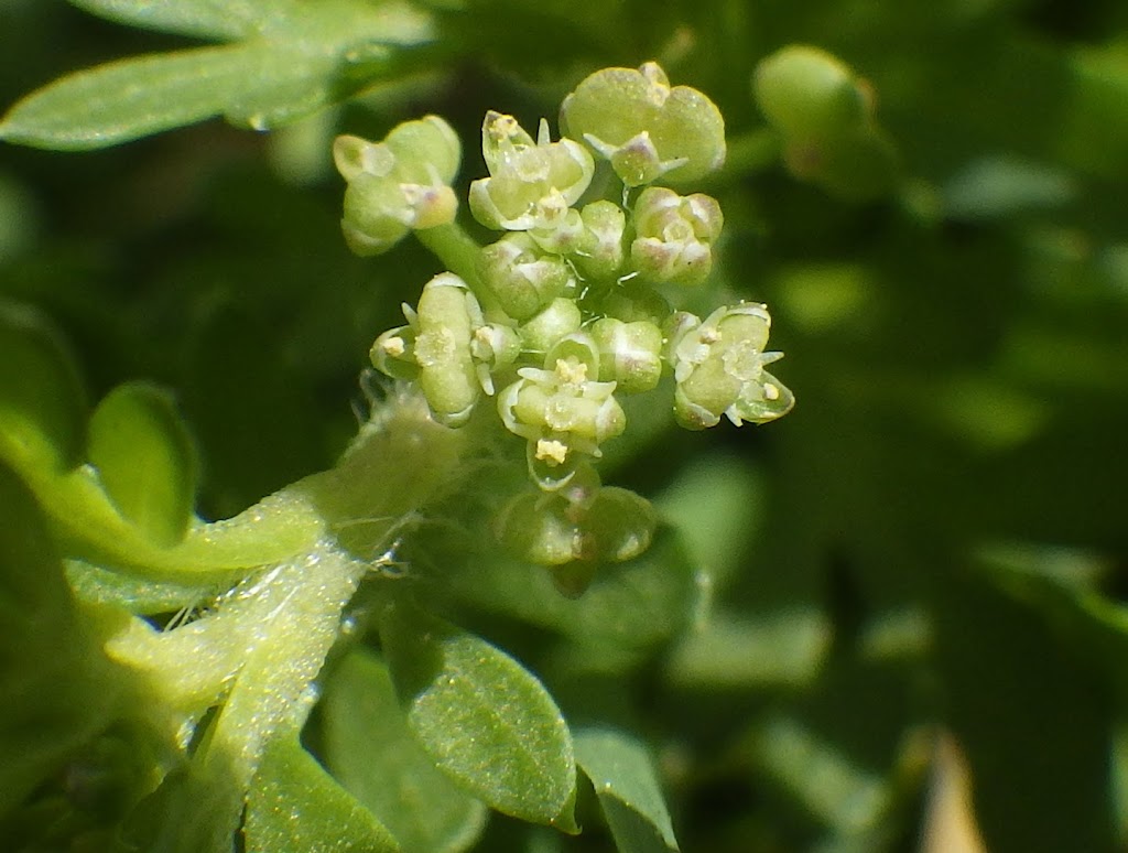 カラクサナズナ Lepidium Didymum Familiar Flowers 2