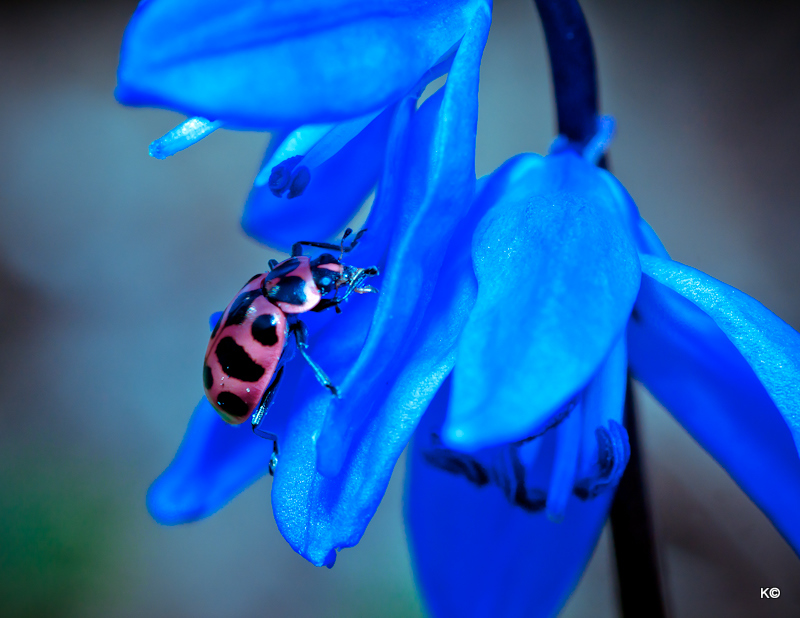 IMAGE: https://lh3.googleusercontent.com/-UAeXa9b5QfQ/T2p66fgHhII/AAAAAAAAaL4/eH84E6eKfzI/s800/_MG_0500.JPG