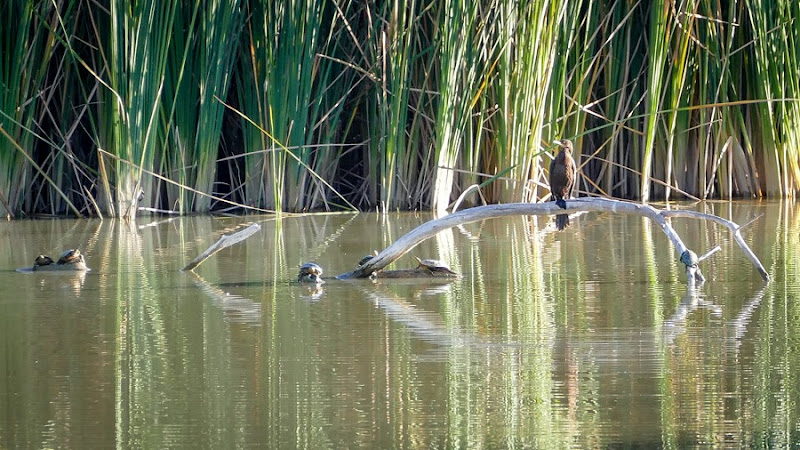 neotropic cormerant and painted turtles