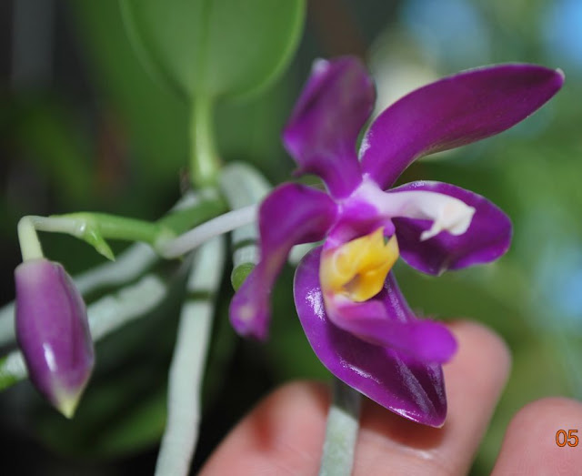 Phalaenopsis pulchra  - Страница 2 DSC_0033