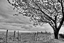 21 aprile 2014 Castiglione Tinella - fotografia di Vittorio Ubertone