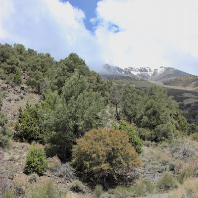 Great Basin Shrubs—each Showy