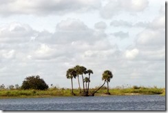 Stand of palms by the river