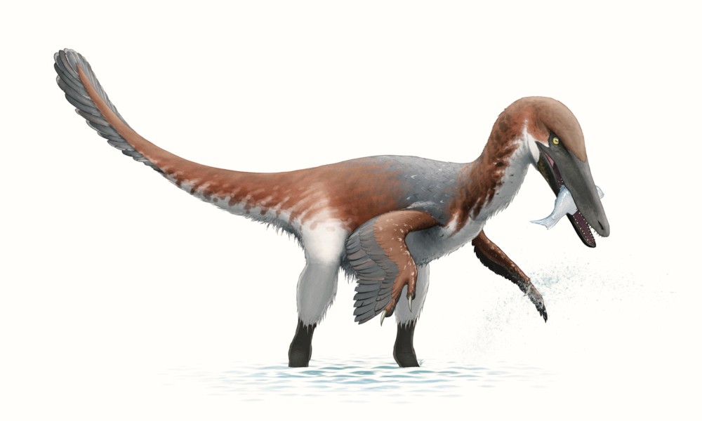 파일:external/upload.wikimedia.org/Austroraptor_Reconstruction.jpg