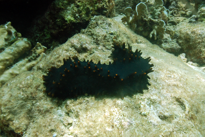 Black knobby sea cucumber