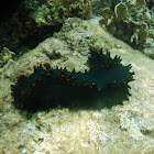 Black knobby sea cucumber