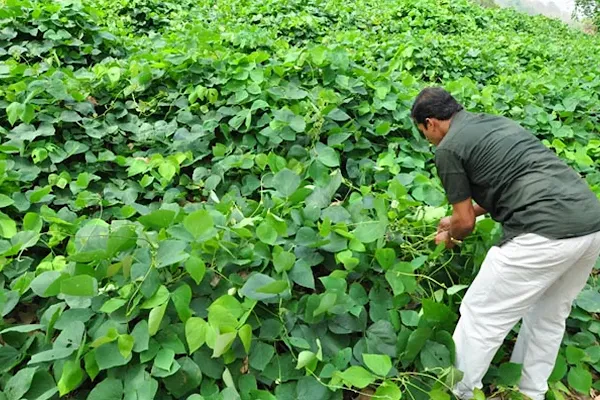 Mucuna Bracteata