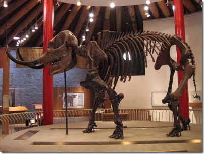 IMG_0287 American Mastodont Skeleton at the Oregon Zoo in Portland, Oregon on November 10, 2009