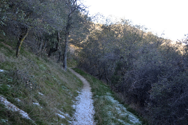 stand of short oaks