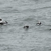 Long-tailed duck