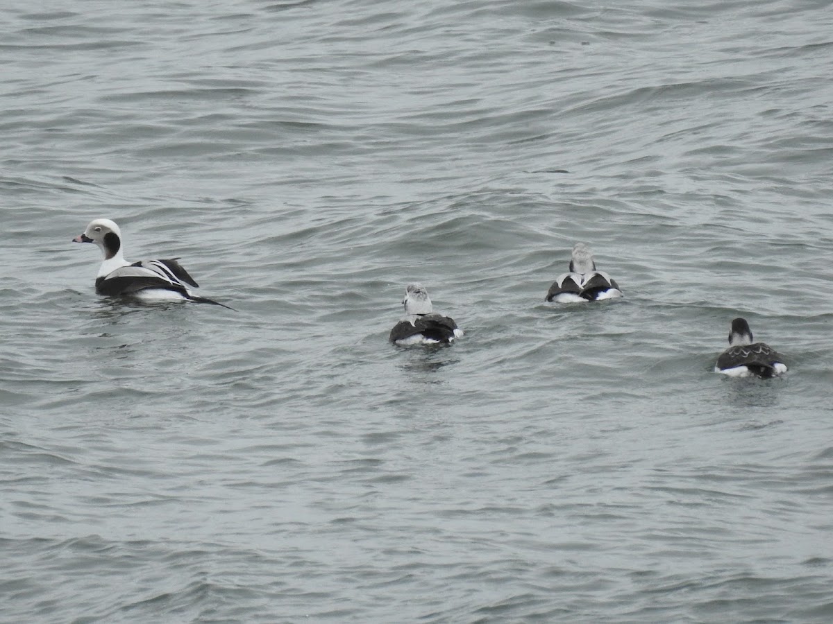 Long-tailed duck