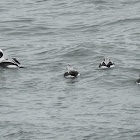 Long-tailed duck