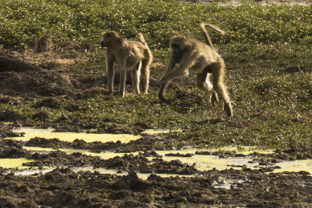 Botswana et Zimbabwe en octobre BotsZim_Oct2015_401